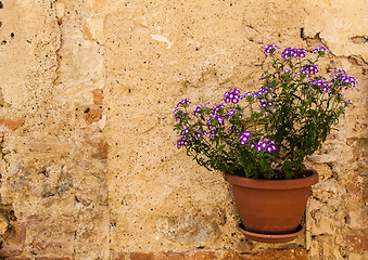 Image showing Tuscan flowers