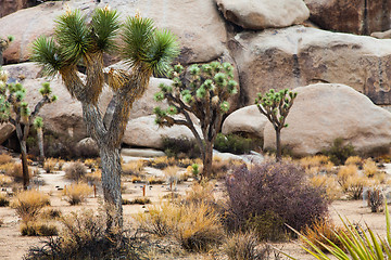 Image showing Joshua Tree