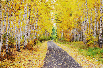 Image showing autumn road