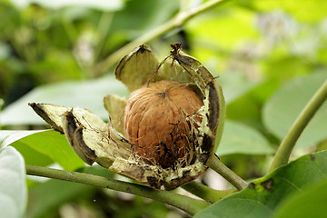 Image showing ripe walnut on the branch of rhe tree