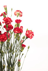 Image showing red carnation