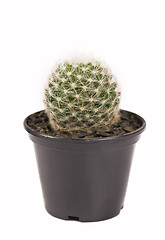 Image showing close up of small cactus houseplant  in pot