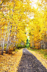 Image showing autumn road