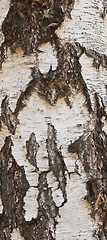 Image showing birch bark