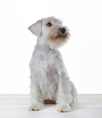 Image showing White miniature schnauzer puppy