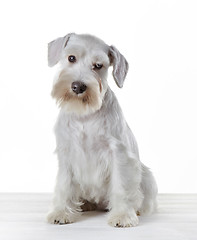 Image showing White miniature schnauzer puppy