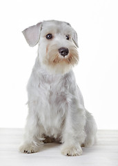 Image showing White miniature schnauzer puppy