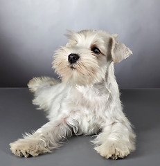 Image showing White miniature schnauzer puppy