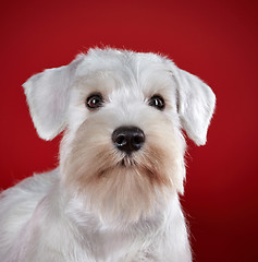 Image showing White miniature schnauzer puppy