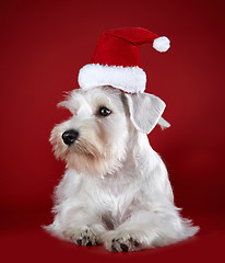 Image showing White miniature schnauzer puppy