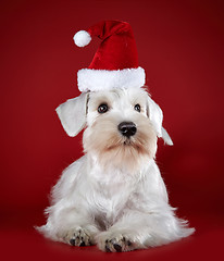 Image showing White miniature schnauzer puppy