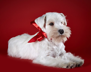 Image showing White miniature schnauzer puppy