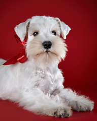 Image showing White miniature schnauzer puppy