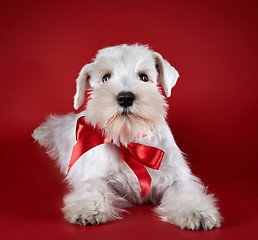 Image showing White miniature schnauzer puppy