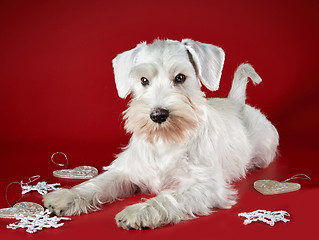 Image showing White miniature schnauzer puppy