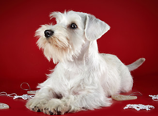 Image showing White miniature schnauzer puppy