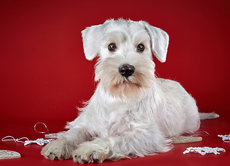 Image showing White miniature schnauzer puppy