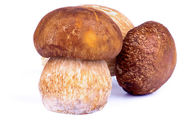 Image showing Porcini Mushrooms