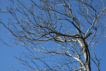 Image showing Bare Tree