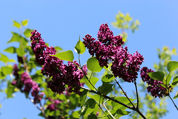 Image showing Fine branches of lilac