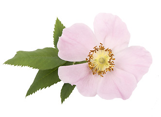 Image showing Dogrose flowers