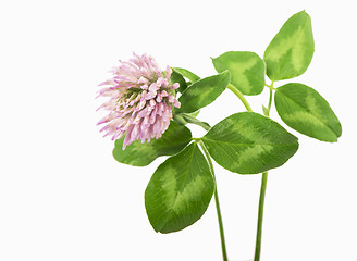 Image showing clover branch