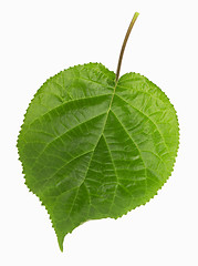 Image showing green leaf