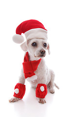 Image showing White dog wearing Santa hat, scarf and legwarmers