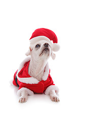 Image showing White dog wearing a santa claus suit and looking up