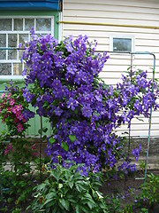 Image showing beautiful blue flowers of clematis near the house