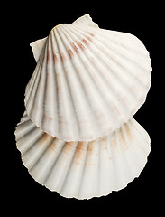 Image showing Scallop shell