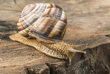 Image showing Snail on tree bark