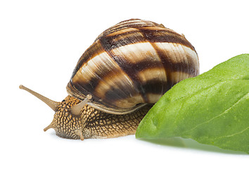 Image showing White isolated snail