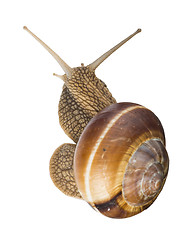 Image showing White isolated snail