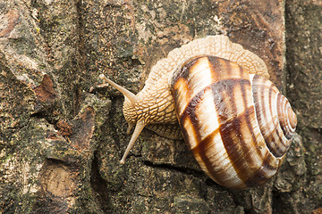 Image showing Snail on tree bark
