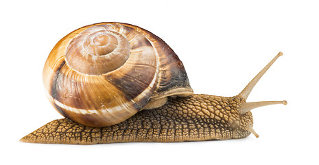 Image showing White isolated snail