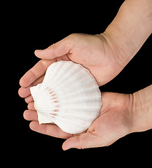 Image showing Scallop shell