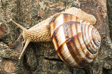 Image showing Snail on tree bark