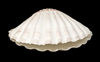 Image showing Scallop shell