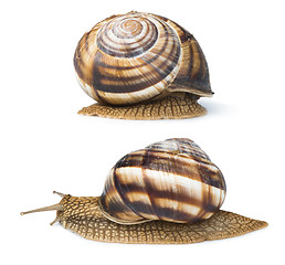 Image showing White isolated snail