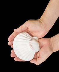 Image showing Scallop shell