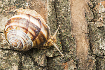 Image showing Snail on tree bark