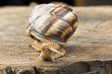 Image showing Snail on tree bark