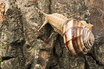 Image showing Snail on tree bark