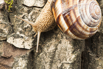 Image showing Snail on tree bark