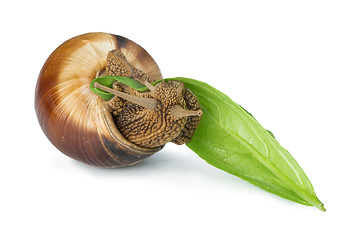 Image showing Snail and green leaf