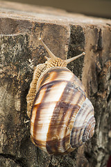 Image showing Snail on tree bark