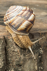 Image showing Snail on tree bark