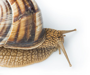 Image showing White isolated snail