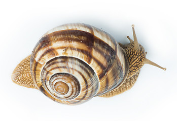 Image showing White isolated snail